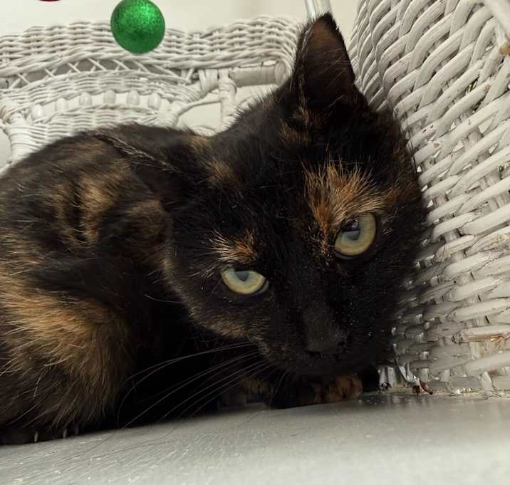 Photo of Fine Girl Brandi 55684