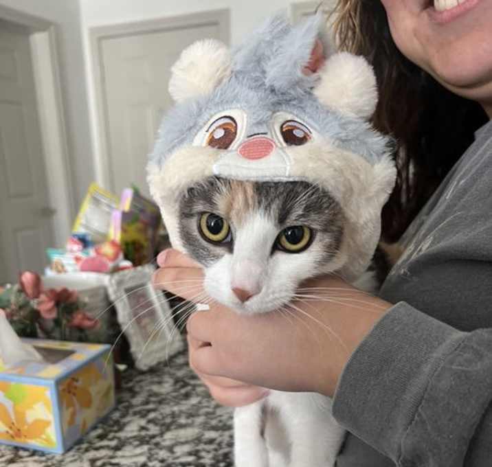 Photo of Willow VII (New Digs)