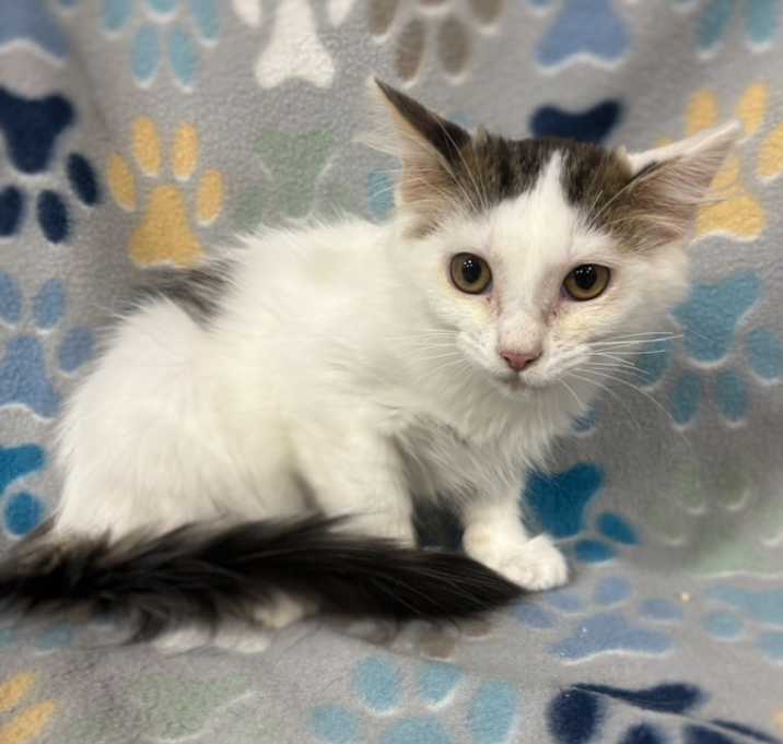 Photo of Jingle Bells