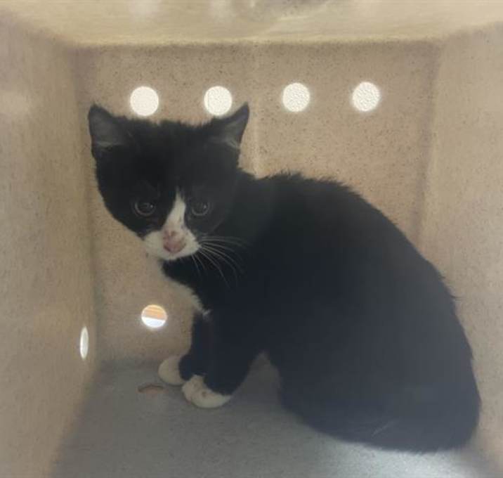 Photo of WORKING CAT JINX