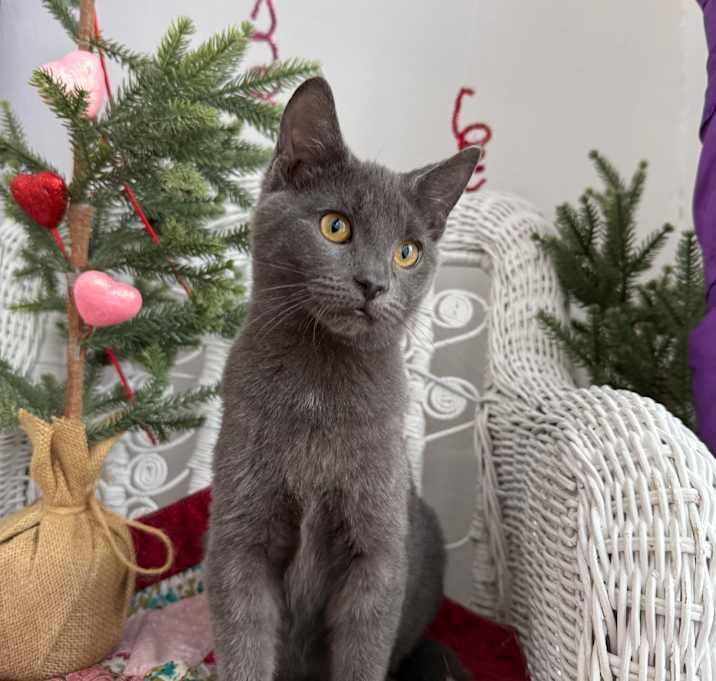 Photo of Lickers A-55654