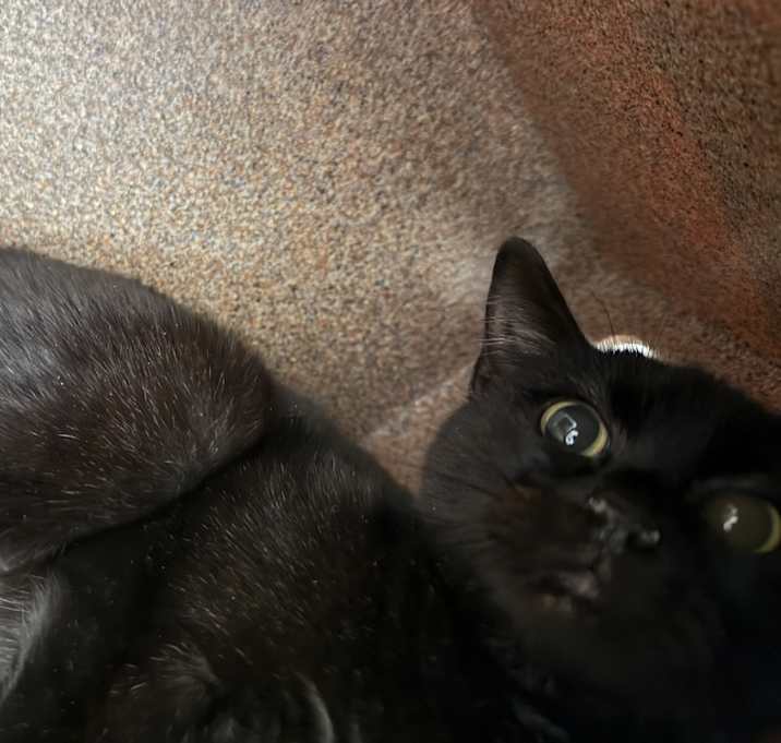 Photo of June Career Cat