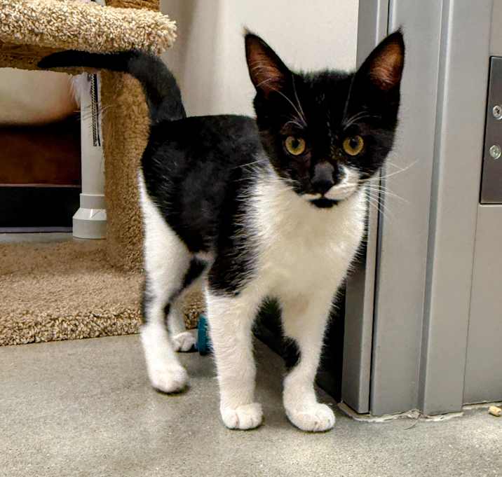 Photo of Stroopwafel