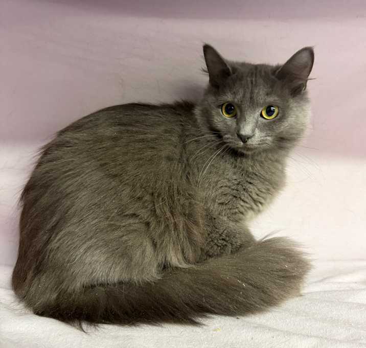 Photo of Wish Dune 55621