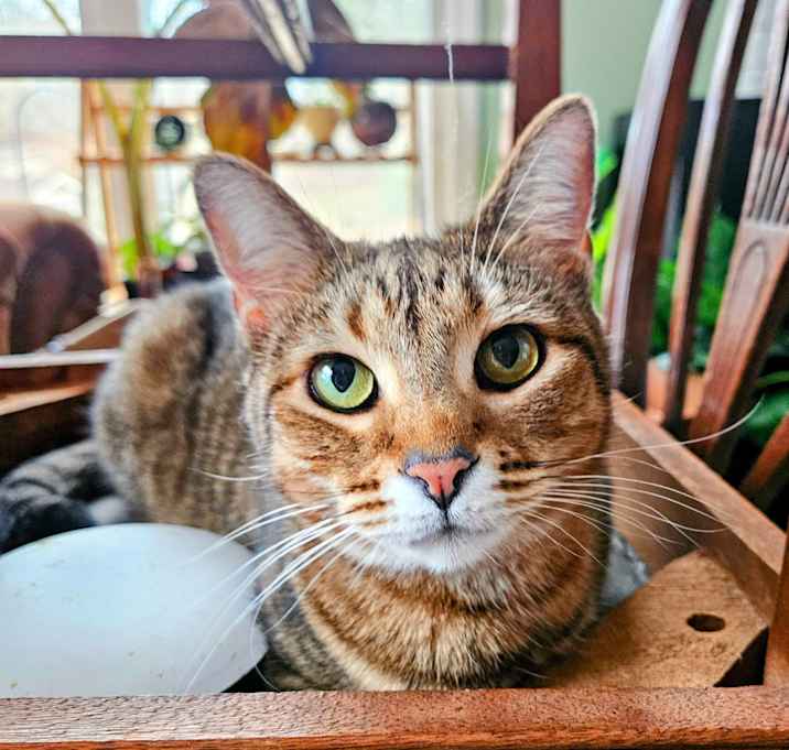 Photo of Pimento Cheese