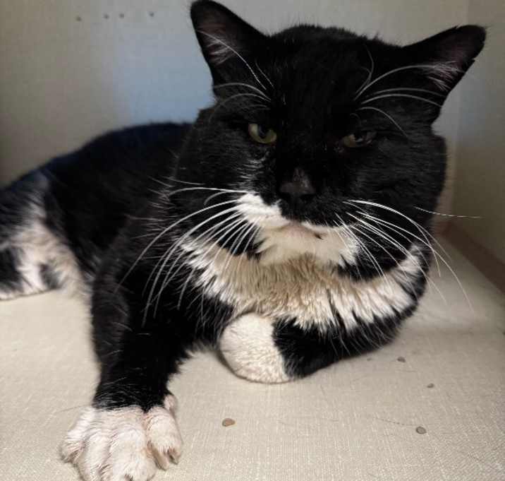 Photo of Mister Magnificent