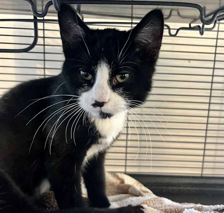 Photo of Amos Applejam