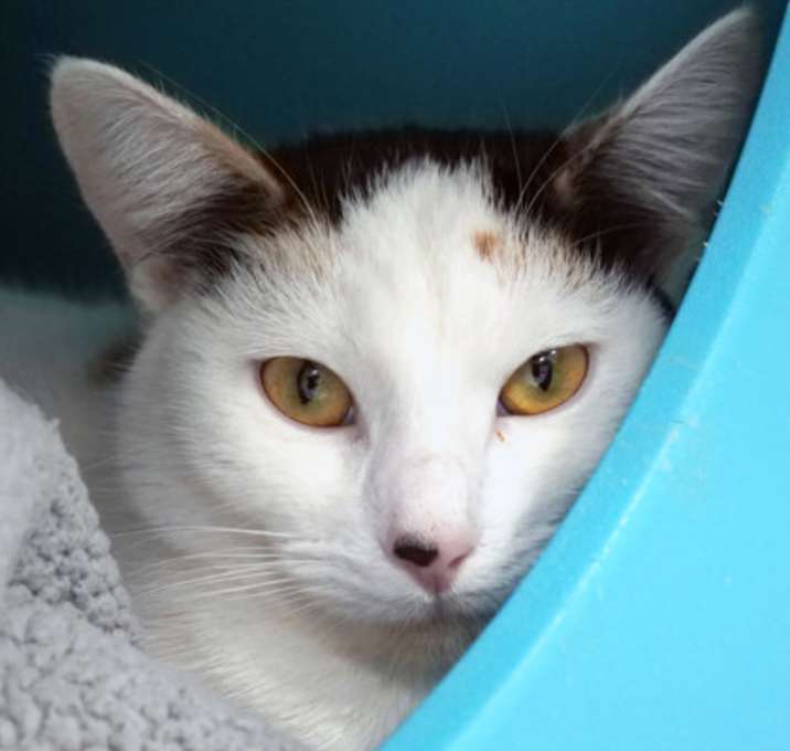 Photo of PeeWee (in Foster)