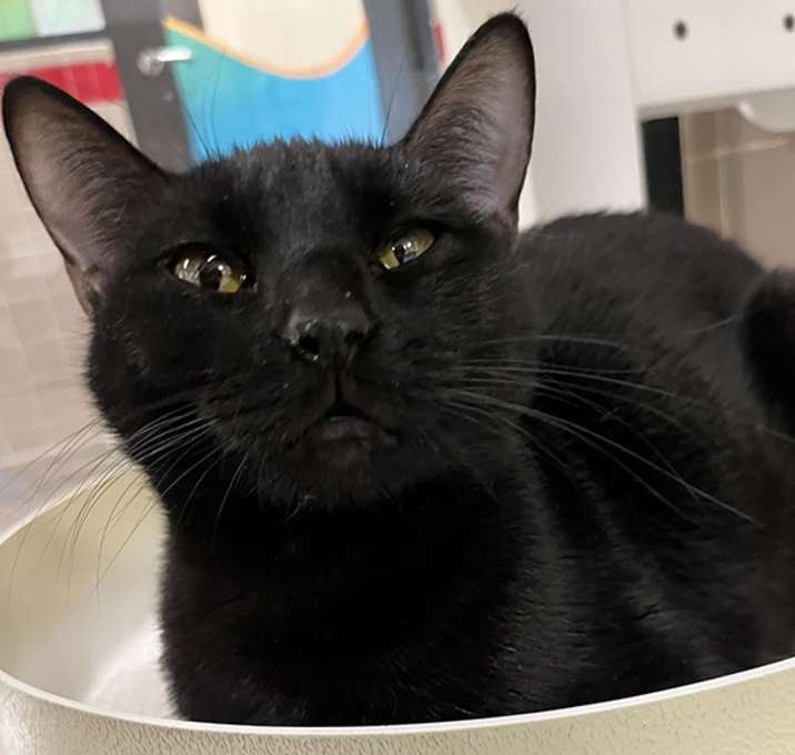 Photo of Mystic -- Bonded Buddies With Phoenix