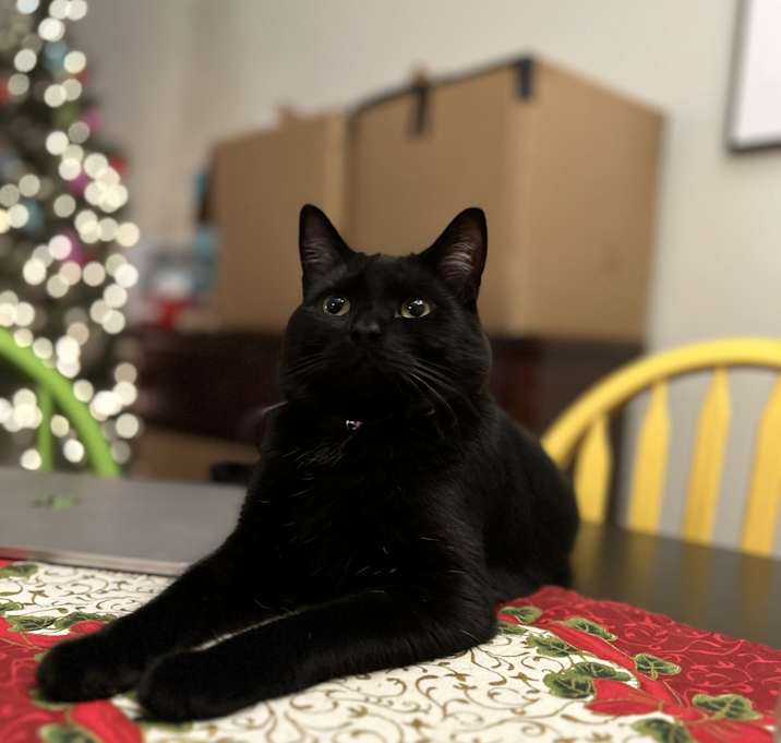 Photo of Toothless + ( and my brother Bombon)