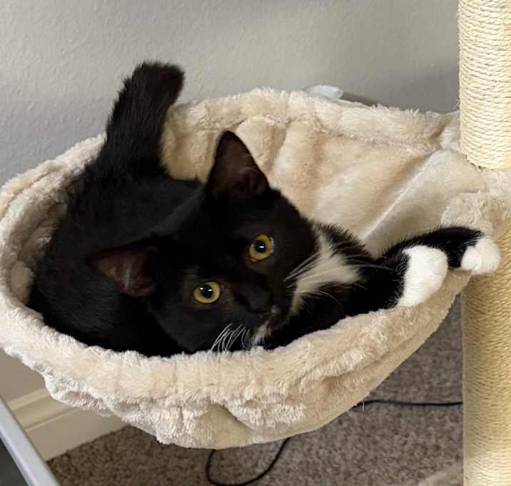 Photo of Angel Food Cake