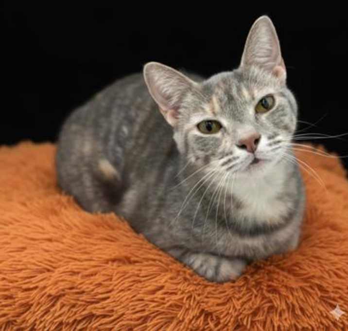 Photo of Pheona (Bonded w/ Ray)