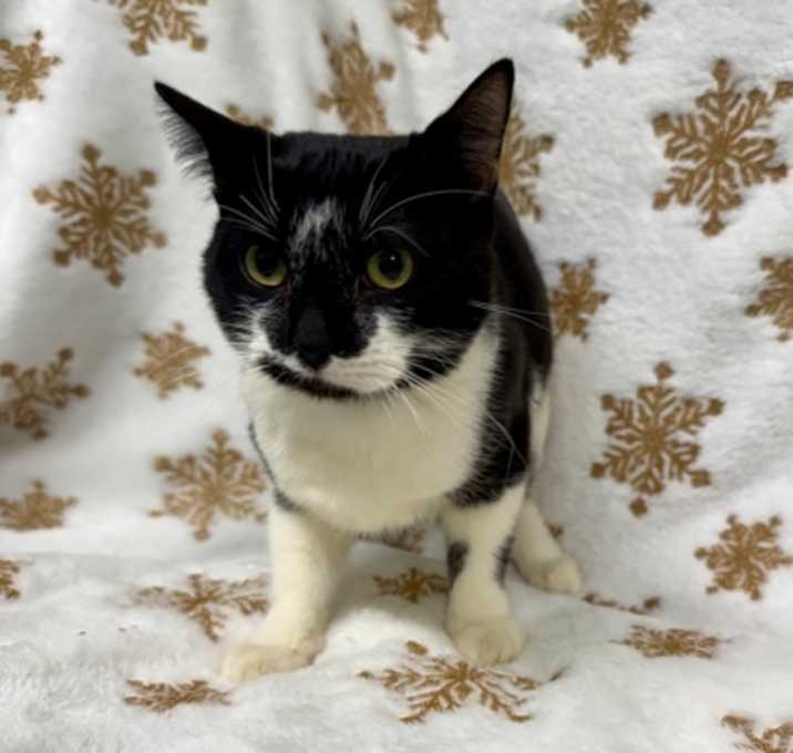 Photo of Thomas Shelby