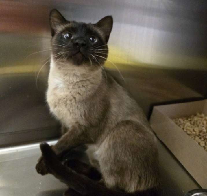 Photo of Chocolate Mocha 45546