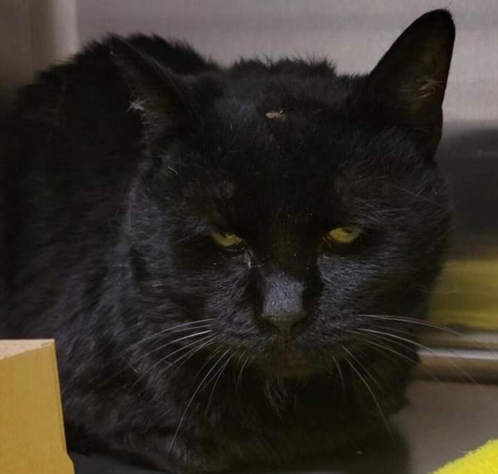 Photo of Bones 45527