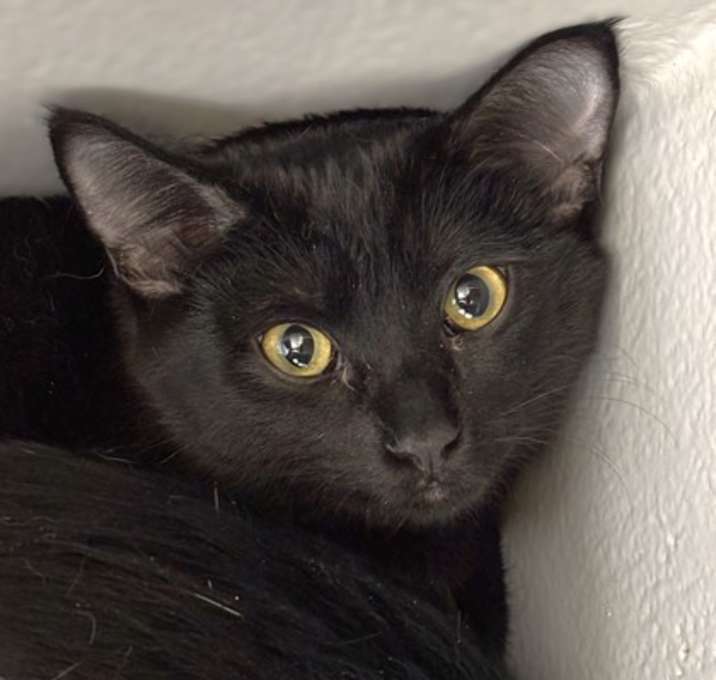 Photo of Spooky 1366-25