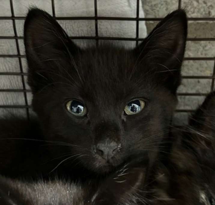 Photo of Conner -- Bonded Buddy With Morgan