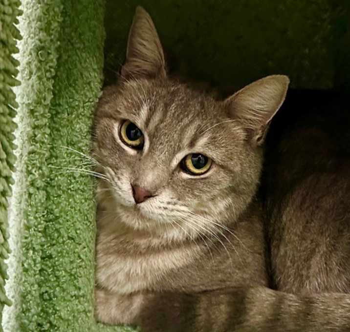 Photo of Carole King