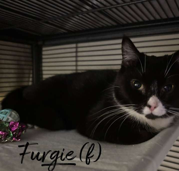 Photo of Furgie
