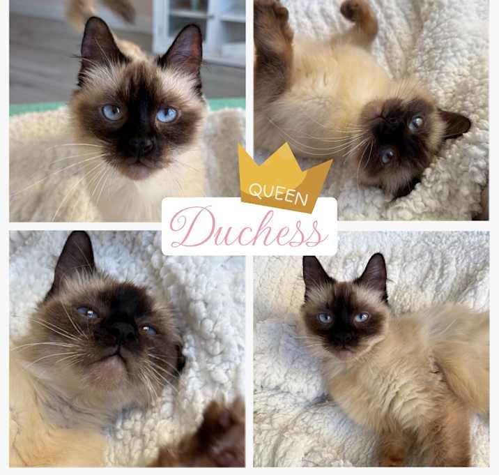 Photo of Duchess