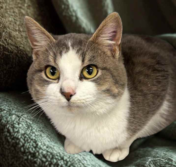 Photo of Grey Poupon