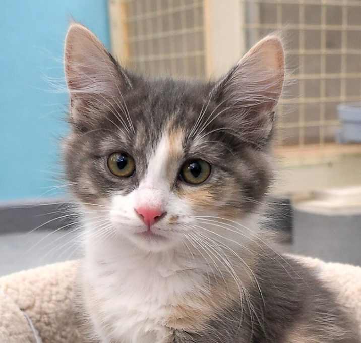 Photo of Lily Desert Rose