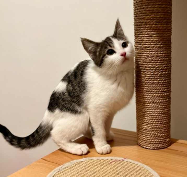 Photo of Lavender Matcha