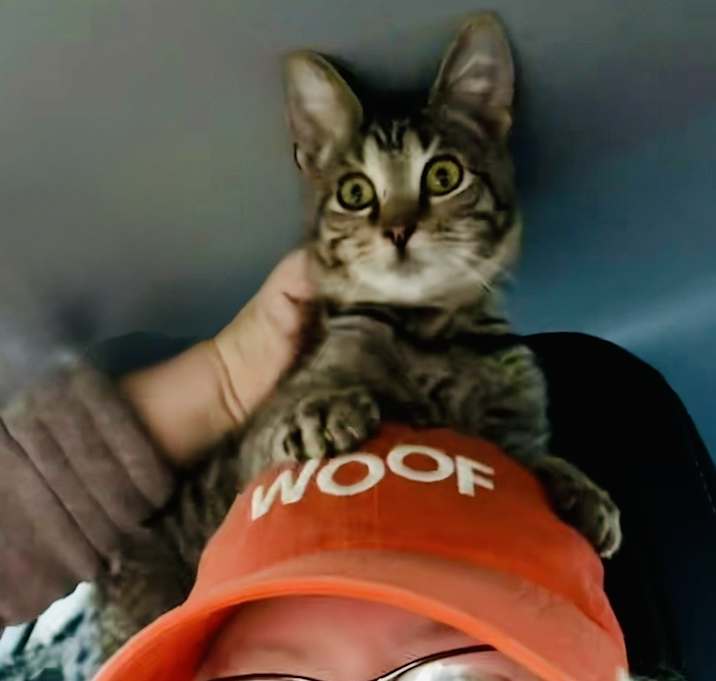 Photo of Bond Kittens: Oddball