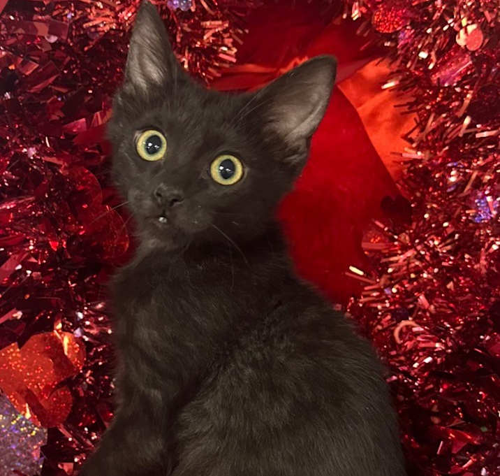 Photo of 10/20/25 - Freddy