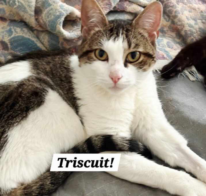 Photo of Triscuit