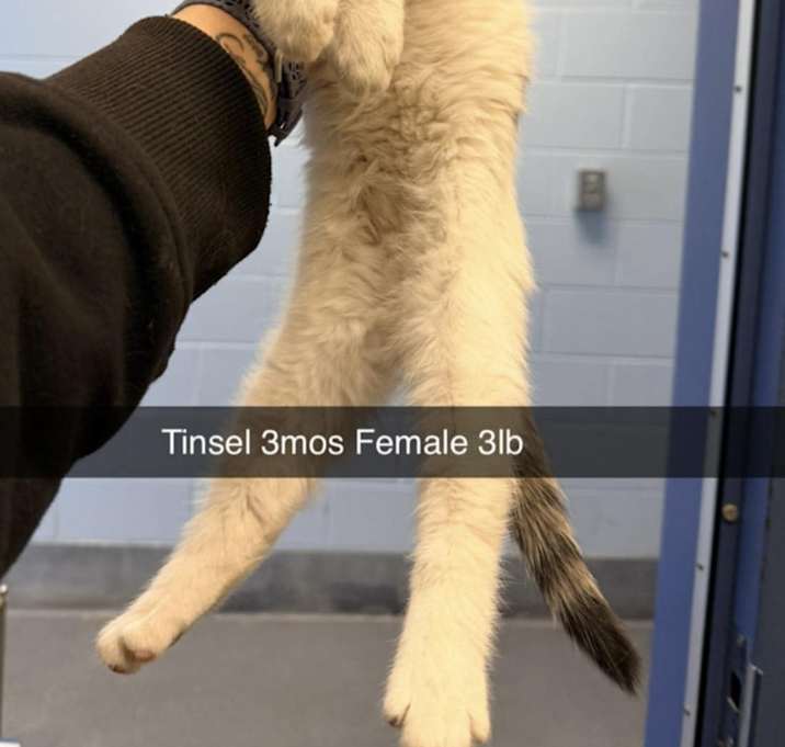 Photo of Tinsel