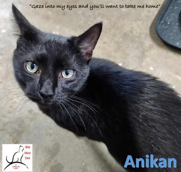 Photo of Anikan