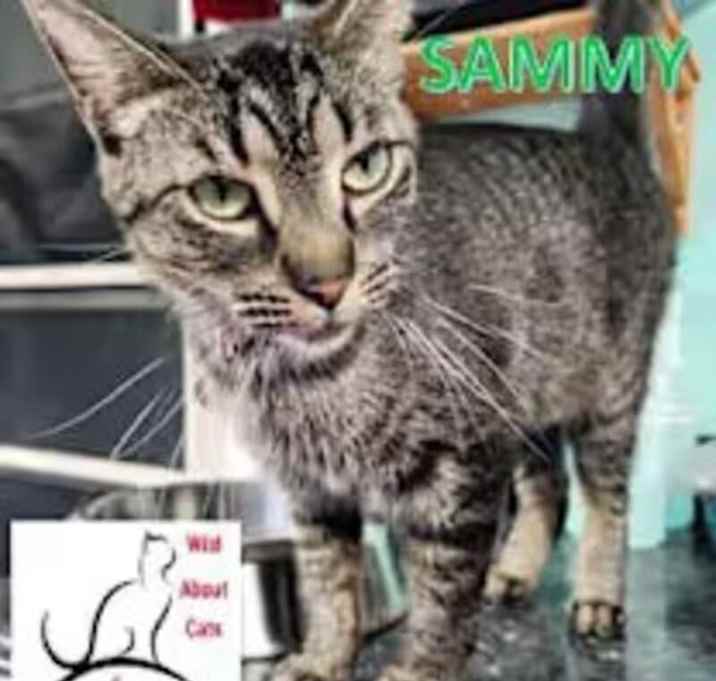 Photo of Sammy