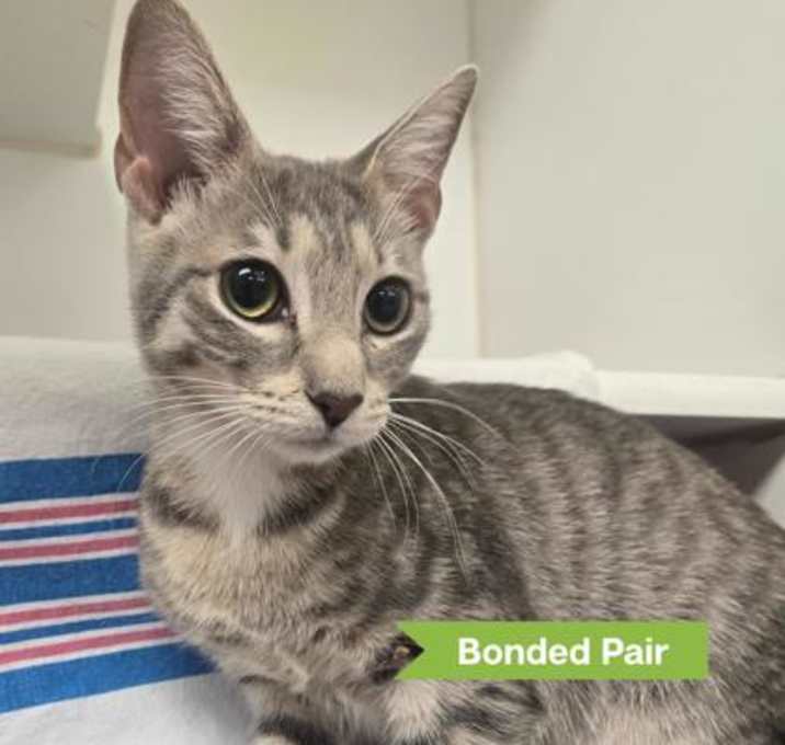 Photo of Banana Bread