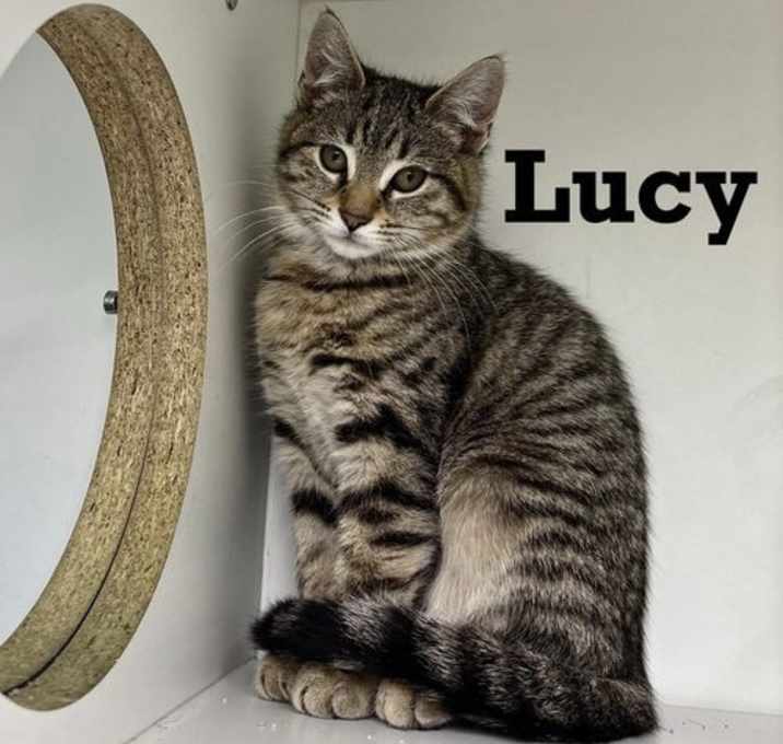 Photo of Lucy