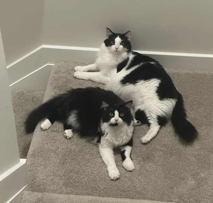 Photo of Timon and Pumba