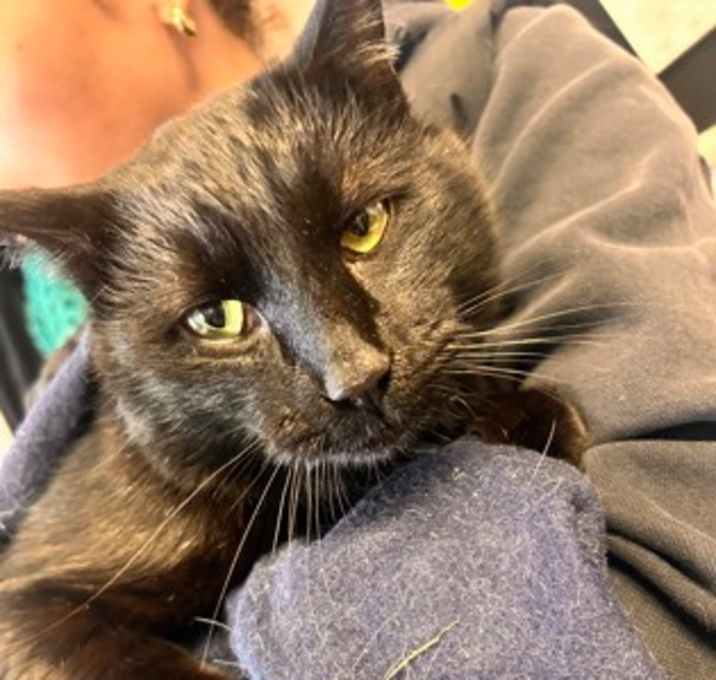 Photo of Feliz Navi Paw