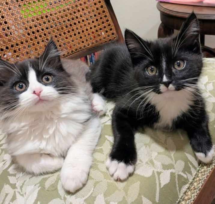 Photo of KENJI and SORA - Bonded Kitten Pair