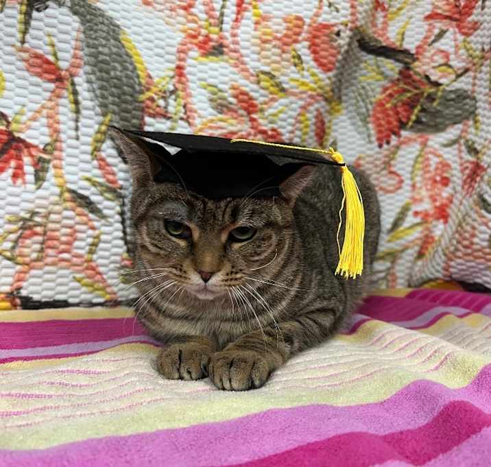 Photo of Ginger Julep