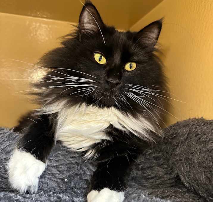 Photo of Clawdia (Erika)