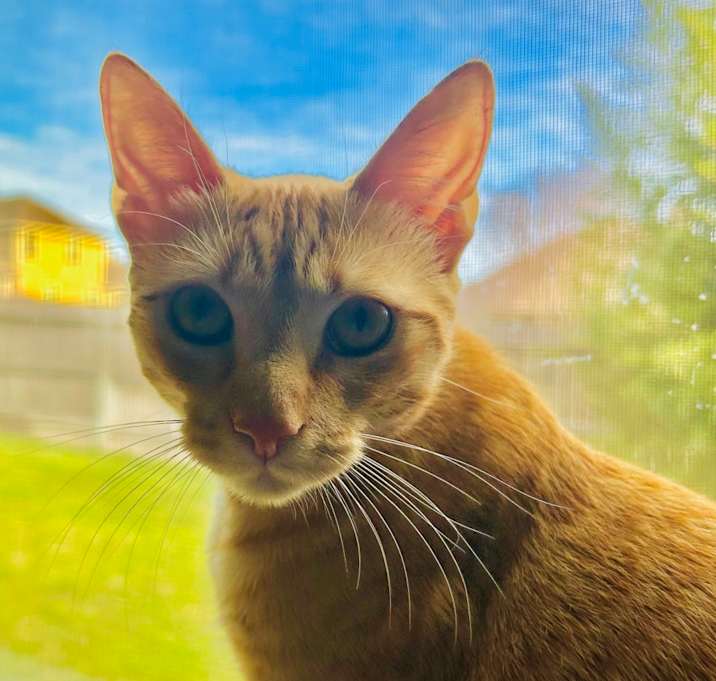 Photo of O Brother Where Art Thou?