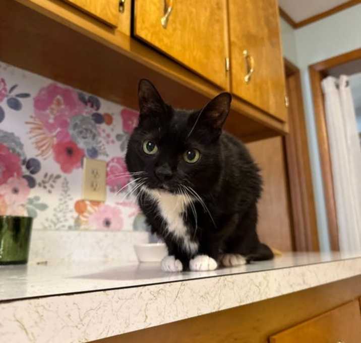 Photo of Velcro & Carmelo