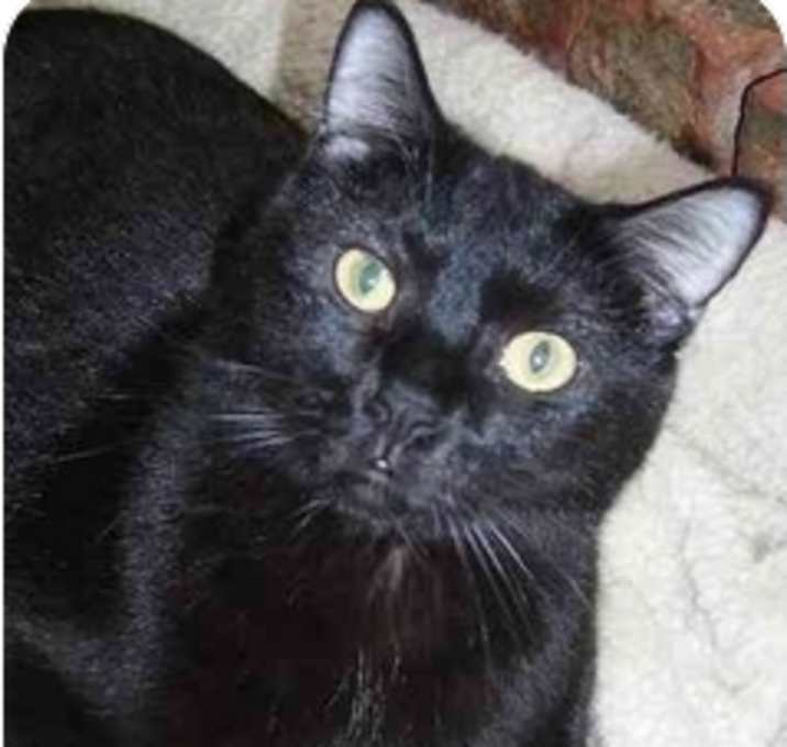 Photo of Midnight