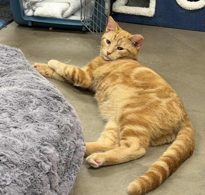 Photo of Tigger (kitten)