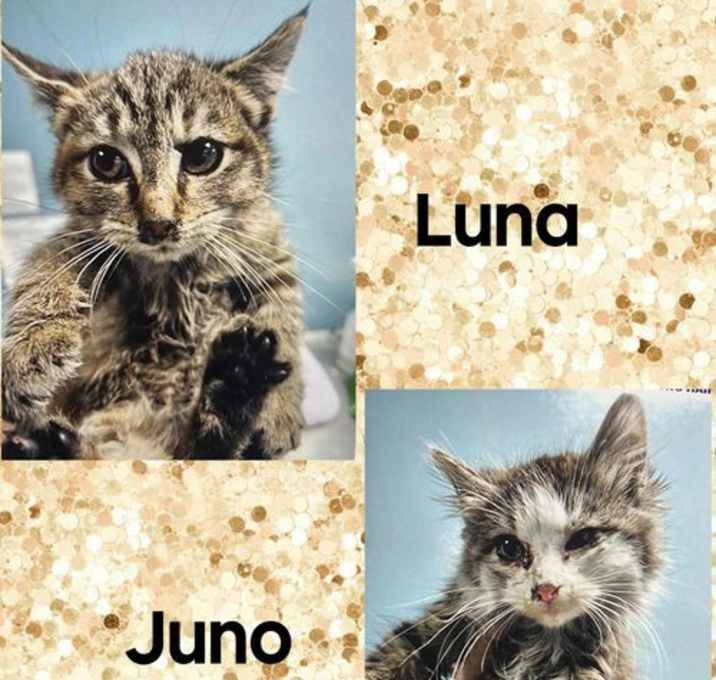 Photo of JUNO