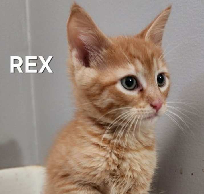 Photo of KITTEN REX