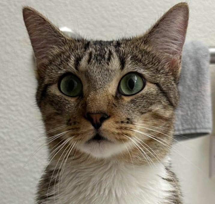 Photo of Young Gentleman