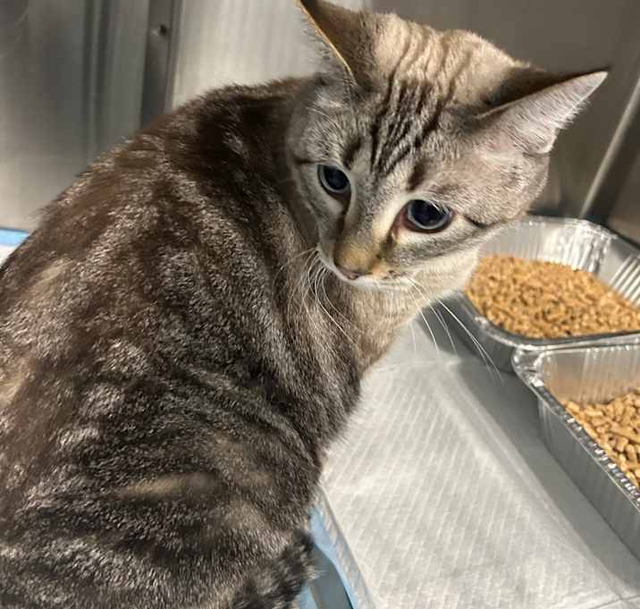 Photo of Dean (Latte)