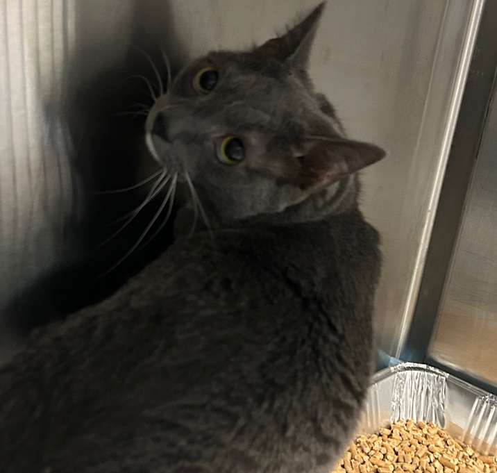 Photo of Stinky (Smokey)