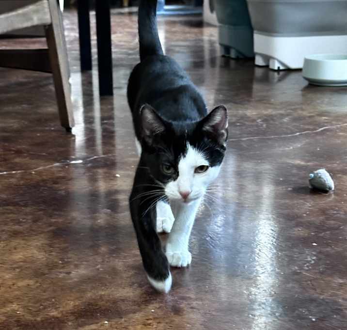 Photo of Tommy Shelby